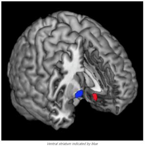 Ventral striatum area of the human brain